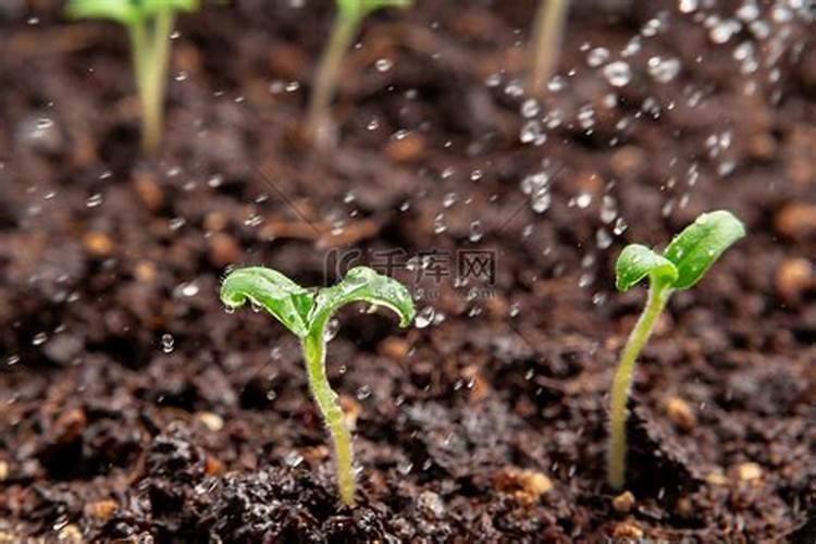 番茄开花了施什么肥