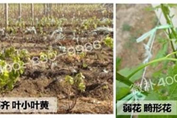 葡萄膨果期用什么肥料好