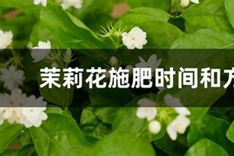 夏天茉莉花的养殖方法和注意事项
