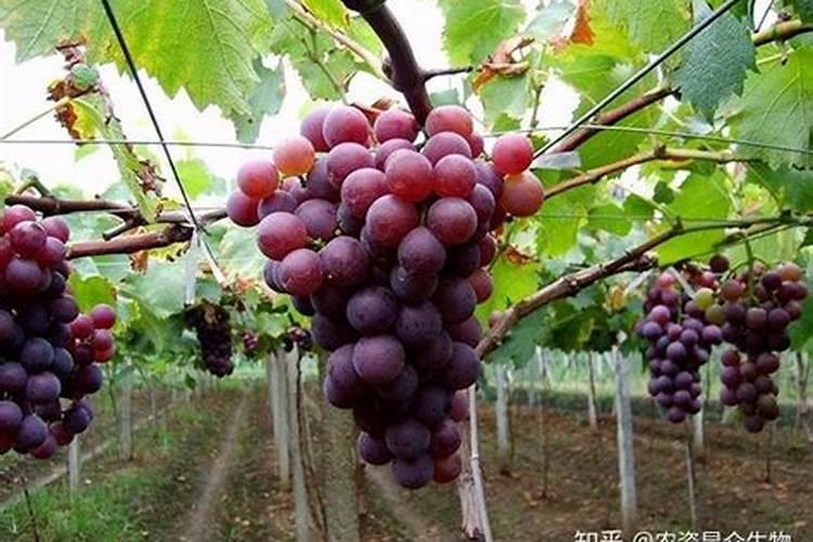 巨峰葡萄成熟期追什么肥料最好