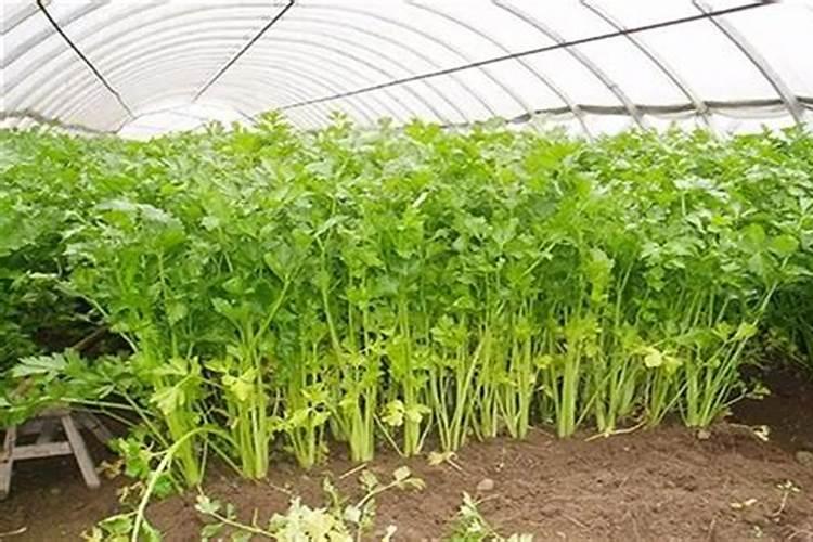 水稻钾肥什么时候施肥最好？