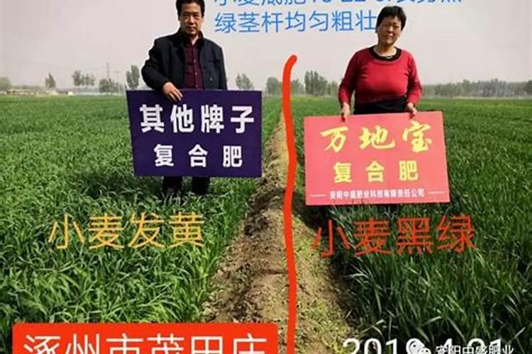 叶仙怎么养才能长粗壮