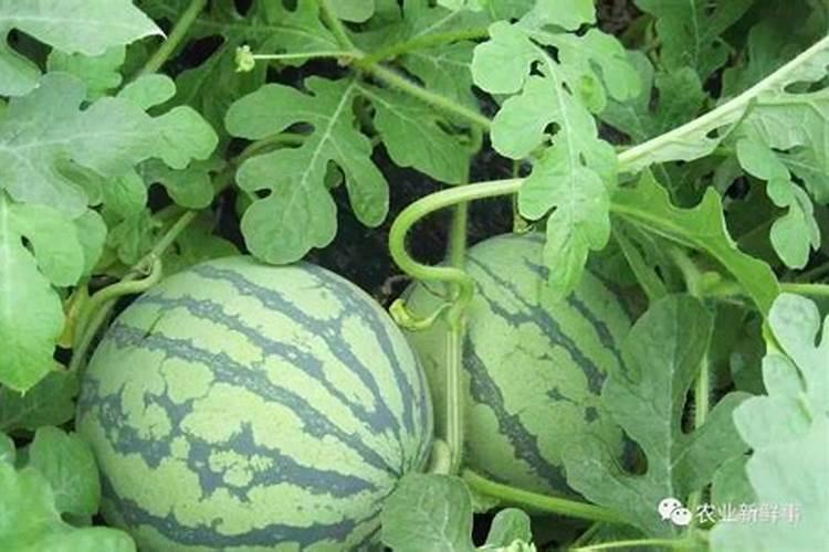 苹果树施钾肥最佳时间 注意事项有哪些