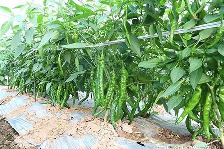 大棚辣椒用什么肥料长得快？