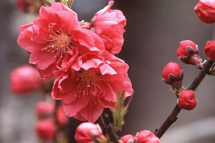 西瓜雨后打波尔多液效果好吗？