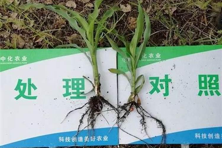 西红柿用什么叶面肥比较好