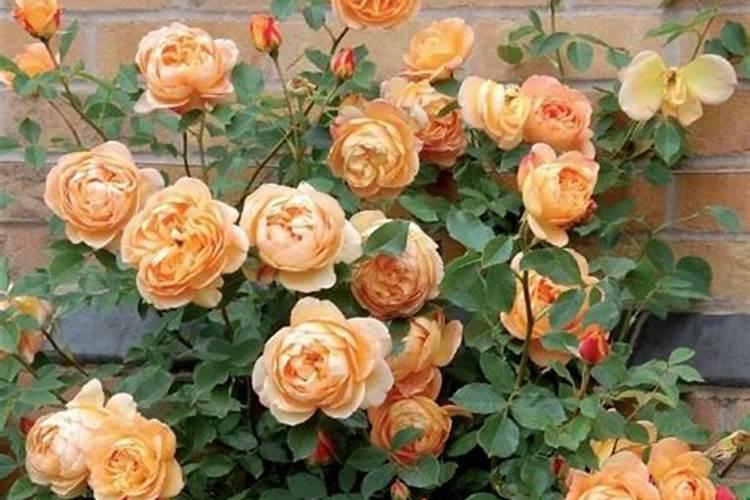 怎么自制月季花肥