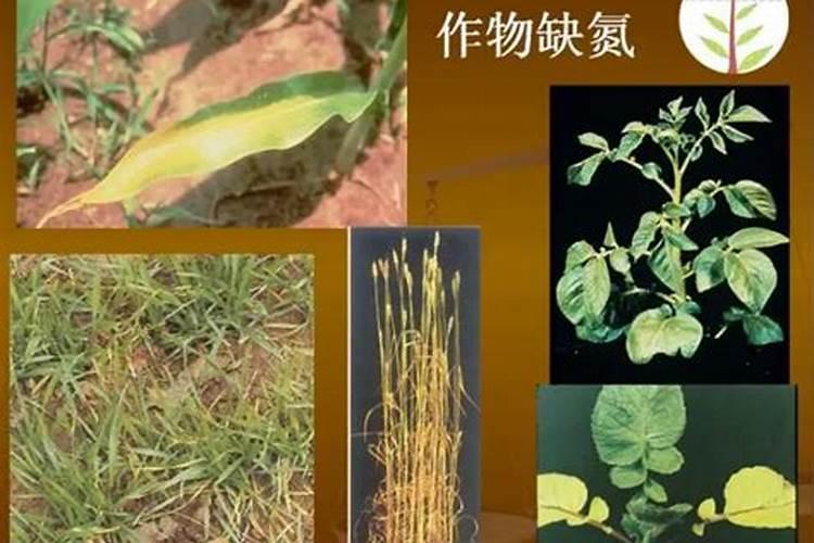 拖肥里面的果肉为什么变黄了？