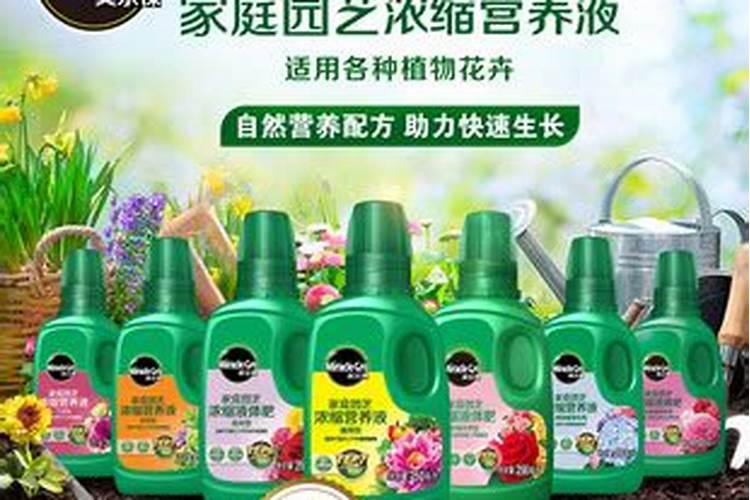 绿叶吊兰怎么养才能更旺盛