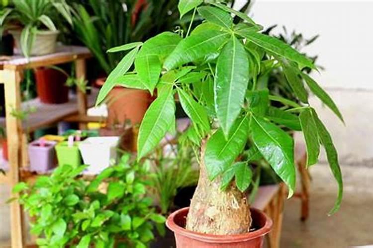 西瓜冲施肥可以浇花吗？