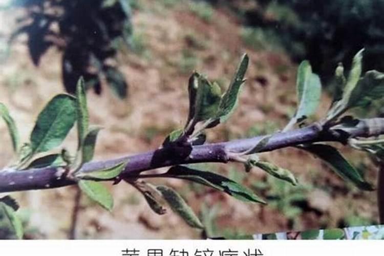 果树小叶病用什么药