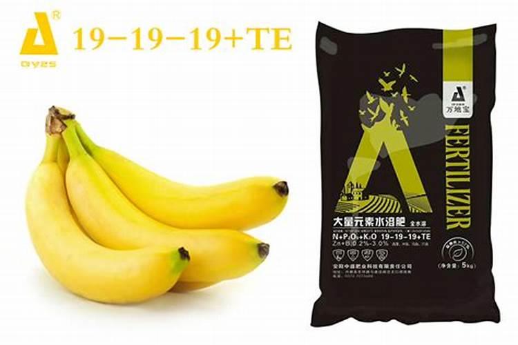 香蕉断蕾后管理技术 香蕉怎么施肥好
