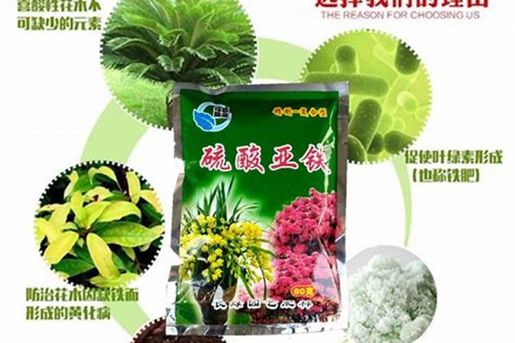 昆明花生哪家比较好