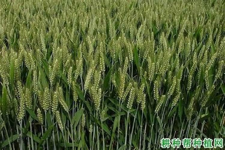 小麦吸收氮肥的两个高峰期是