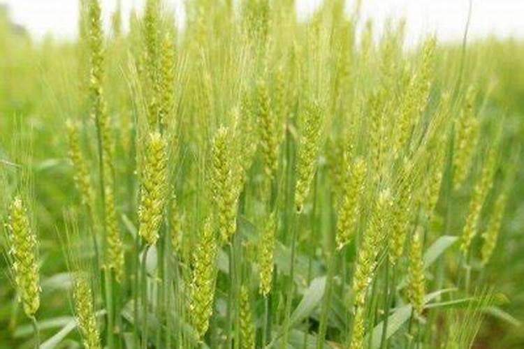 春季小麦返青用什么肥料好？