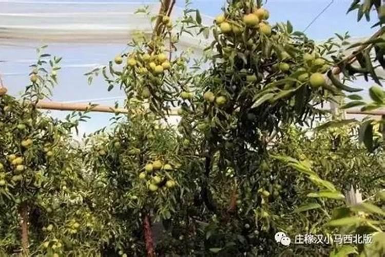 桂花叶子树干全部干了还能活吗怎么养？
