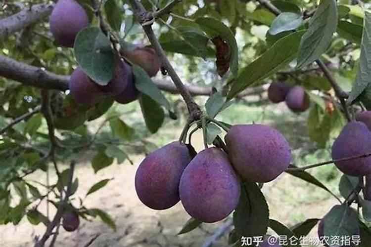 冬天室内桂花叶子干(冬天室内桂花叶子干的原因及解决方法)
