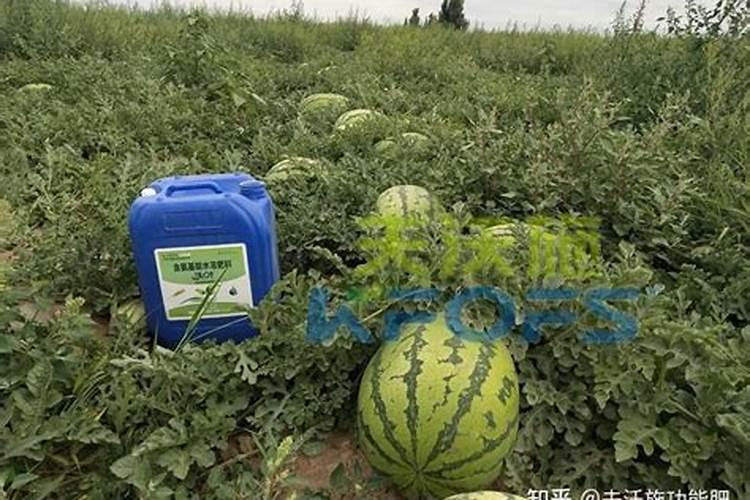 水培植物可以用水溶肥吗