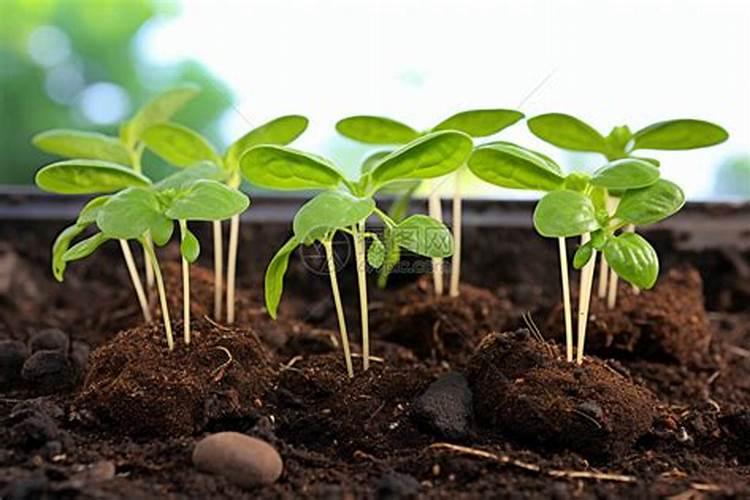 家里养的植物怎么施肥 什么方法施肥植物更茂盛