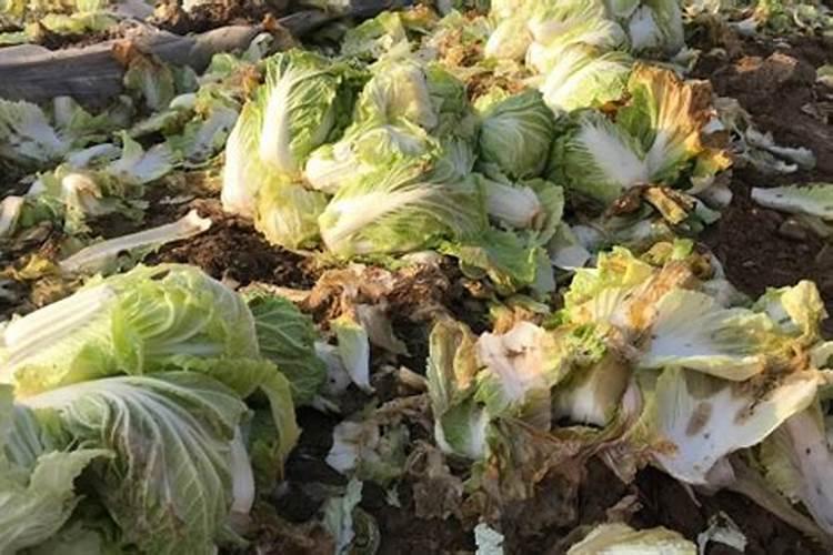 腐肉可以当植物肥料吗