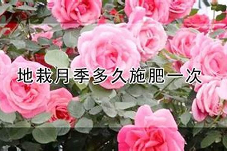 果树生根促根用什么效果最好？