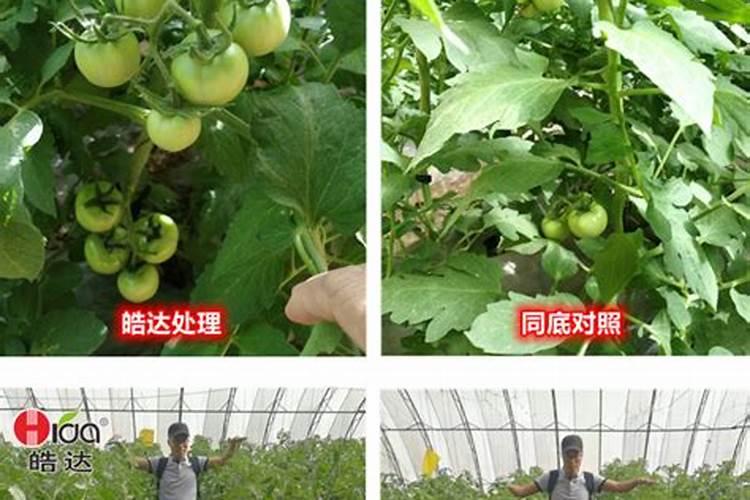 西红柿施肥时间及方法(西红柿结果期追肥有哪四个技巧)