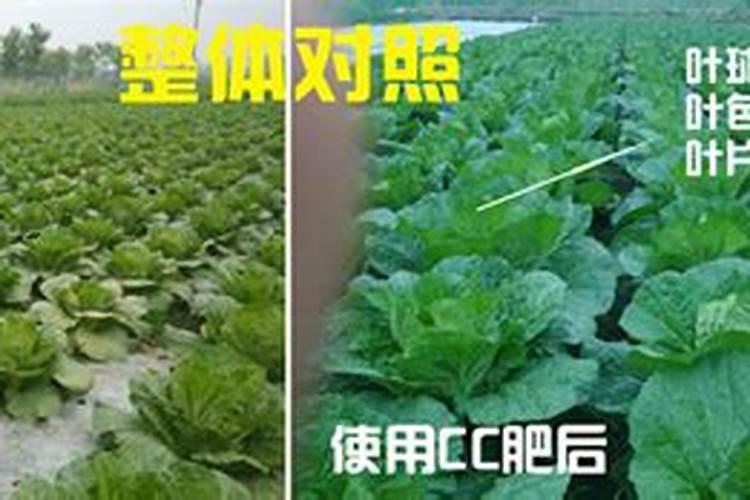 小白菜多久施肥 小白菜如何施肥更合适