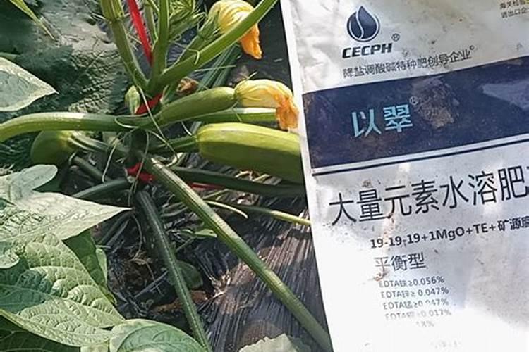 多肉植物施什么肥容易爆盆