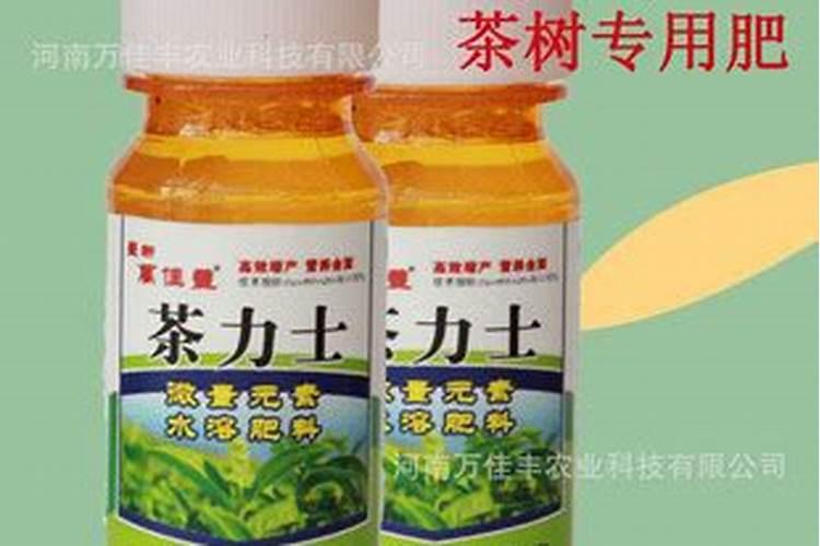 多肉植物施什么肥容易爆盆