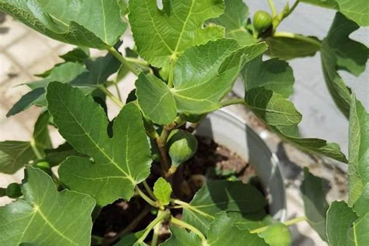钙肥和硼肥能与氮磷钾肥混用吗,春季做底肥可以吗？