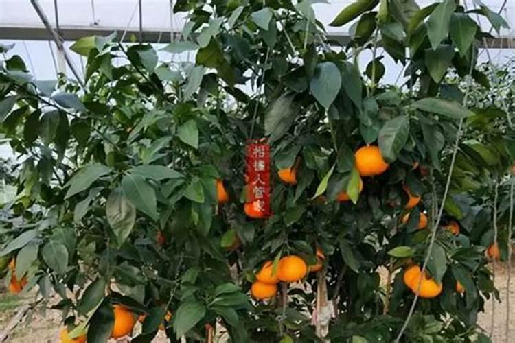 新疆销售好的化肥品牌有哪些