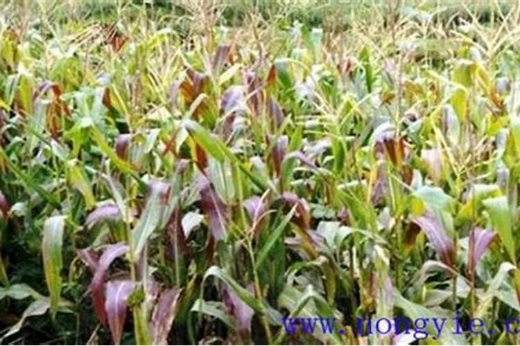 植物缺氮磷钾分别会怎么样