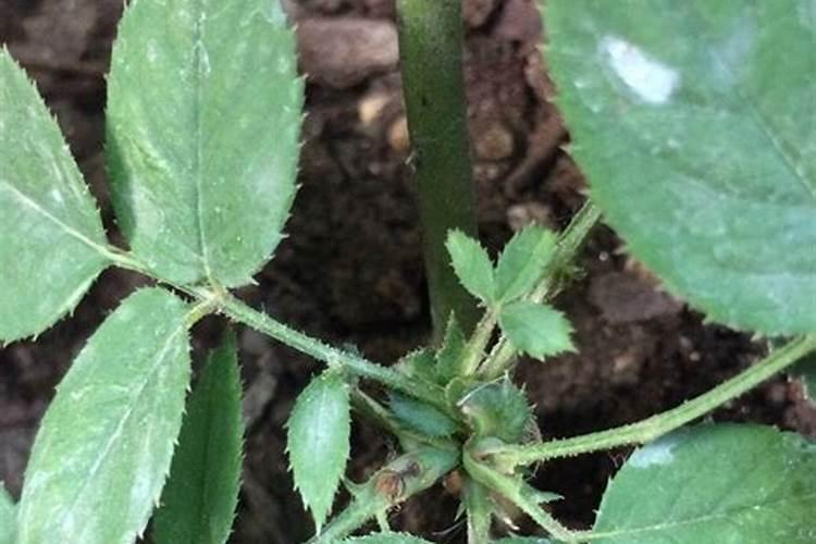 月季如何抹芽少长盲枝且花苞多又大