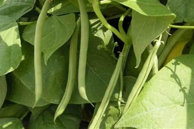 种植四季豆提高产量的施肥技巧有哪些 四季豆应该怎么养殖