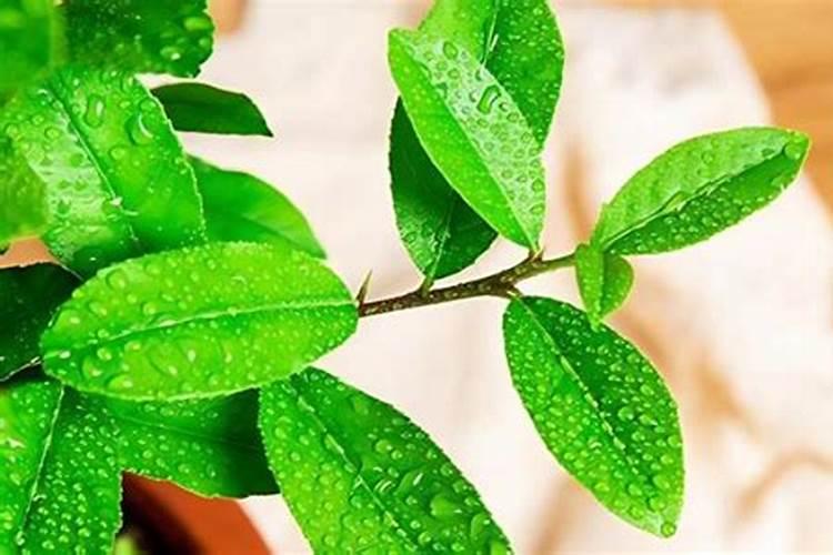 柠檬树开花结果后如何管理？