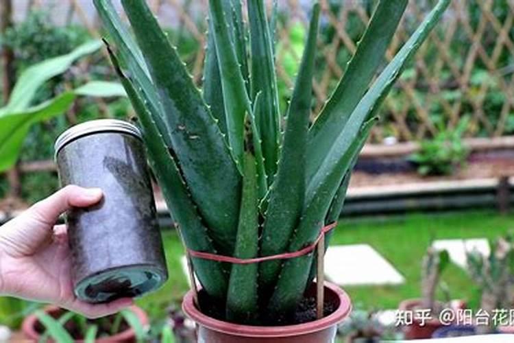 家养芦荟一般施什么肥叶片直挺肥厚