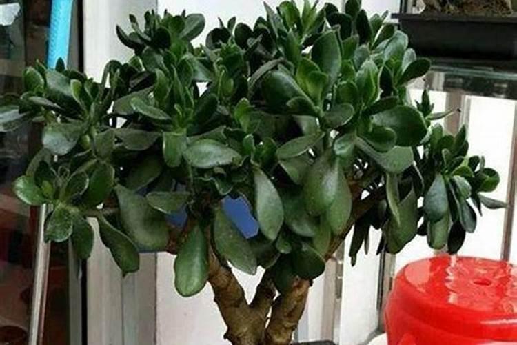怎么样给花授粉,具体到朱顶红怎么授粉.有黄蕊和紫蕊之分.