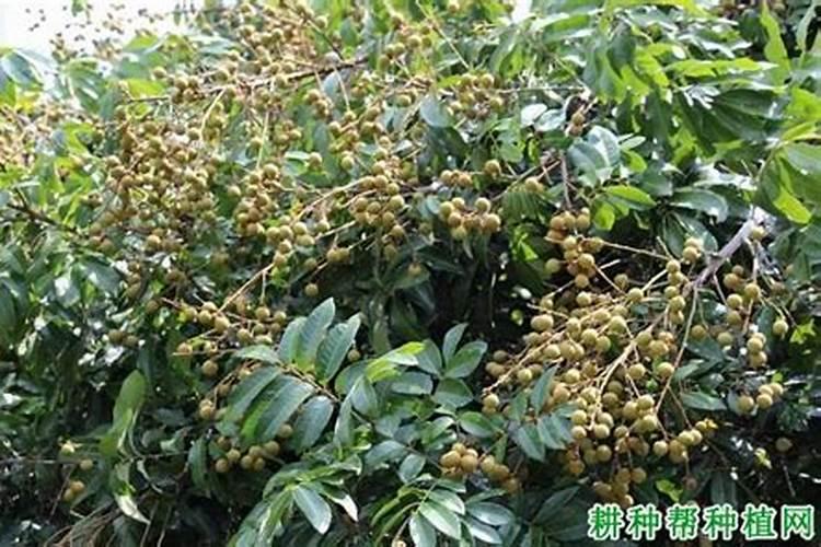 朱顶红夜间零上2多少度可以放室外花卉百科
