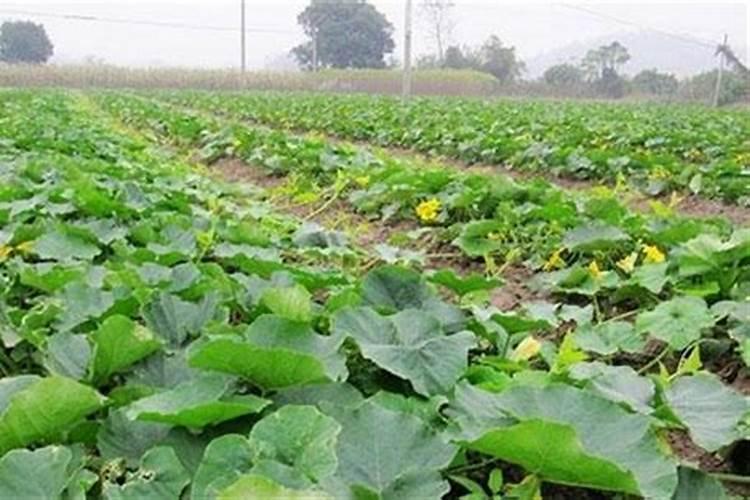 种南瓜用什么肥料好
