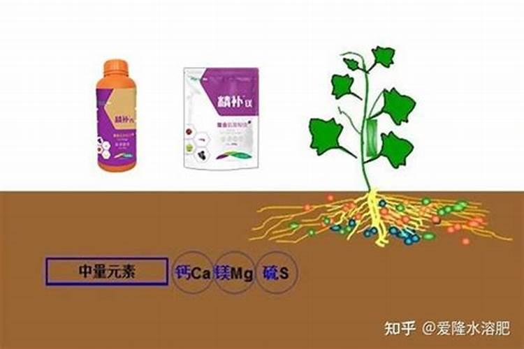 钾肥硼肥钙肥如果浇到树根上的话他们的比例是多少？