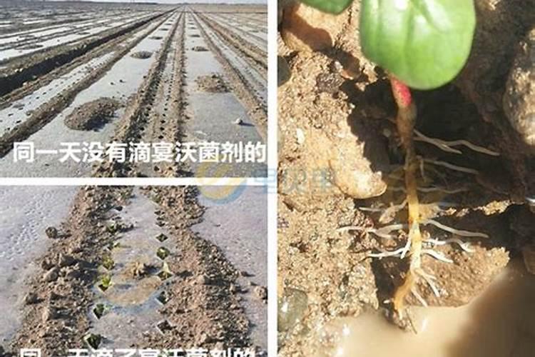 樱桃打药吗