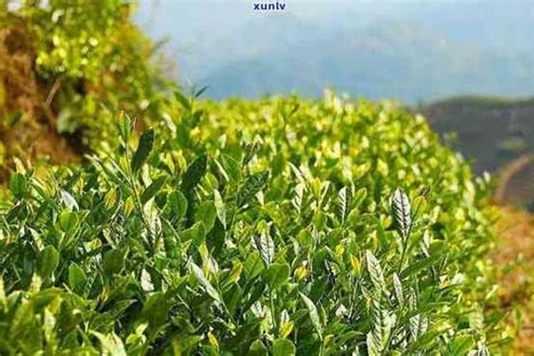 樱桃树怎样使用PBO