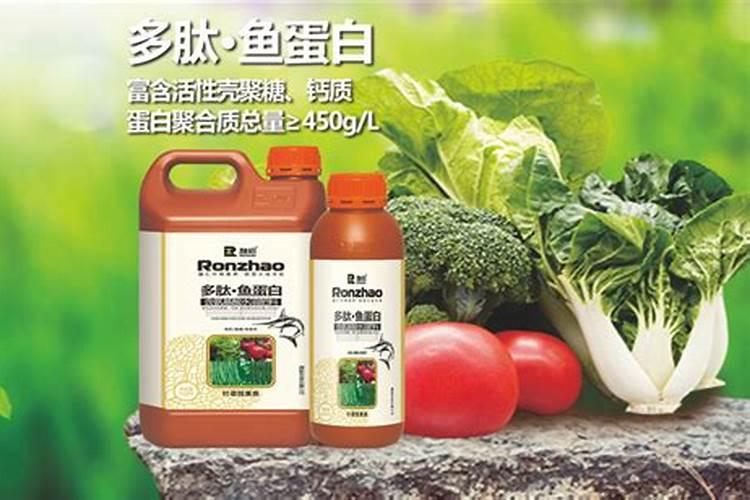 沙糖桔花芽分化在什么时候
