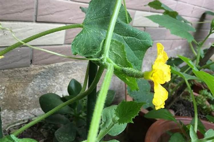 黄瓜开花结果期怎么施肥和管理