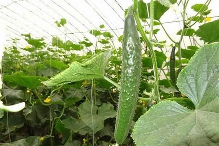 黄瓜开花结果需要施肥吗