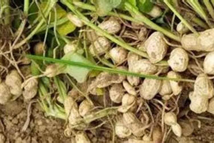 大豆花生专用螯合肥的主要特点是什么？
