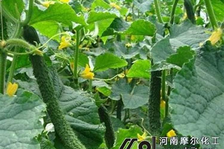 沙糖桔明年开始挂果今年怎么管理