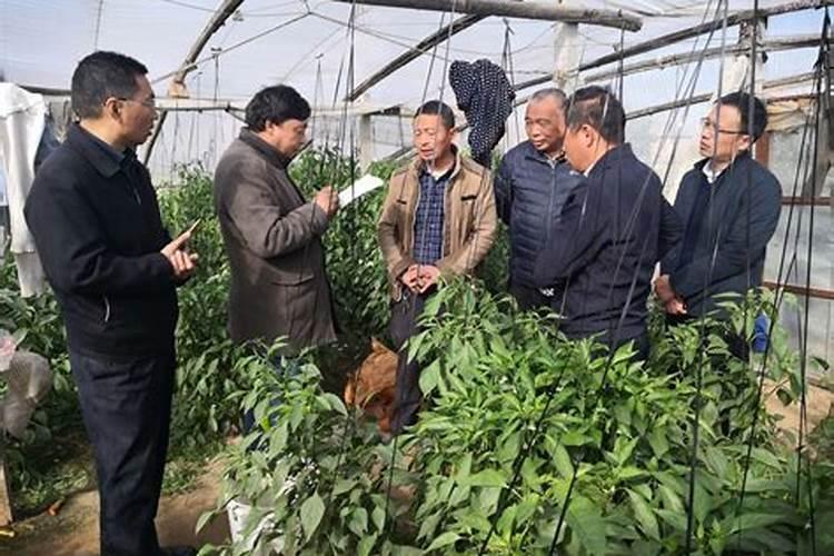 玉米叶面肥打完2天能打控汪药吗？