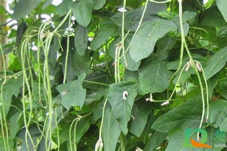 种植豆角需要用什么肥料,必须防止哪些病虫害？