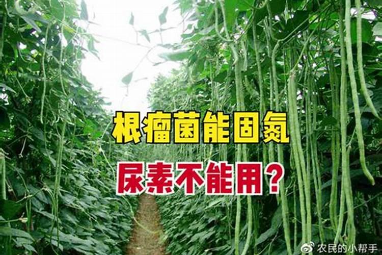 豆角什么时候施肥 豆角哪时候施肥比较好